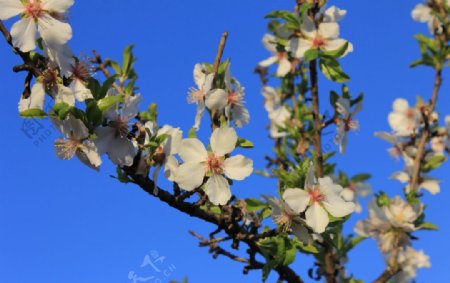 桃花樱花花艺