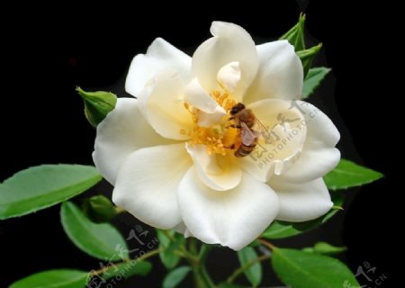 花白玫瑰蜜蜂花粉花蜜