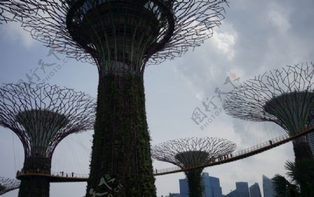 新加坡擎天树空中走廊