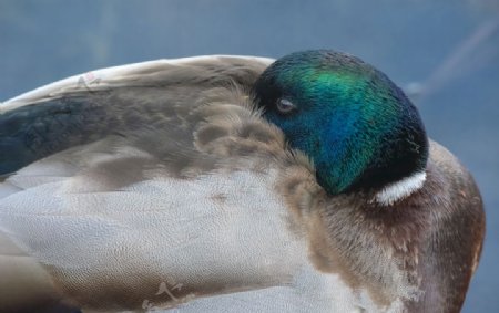 睡眠水鸟自然动物鸭