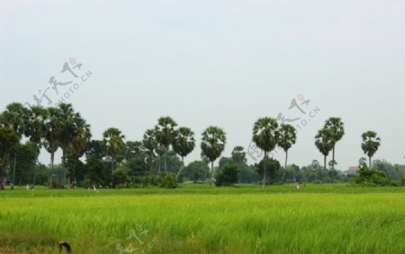 棕榈树原野柬埔寨树环境
