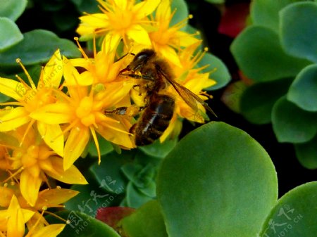 昆虫蜜蜂蜂蜜花粉黄色