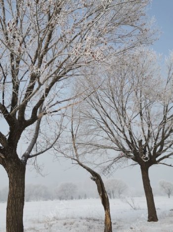 雪中树自然景观