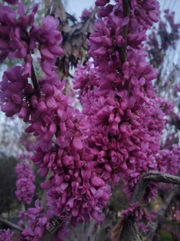 紫粉花