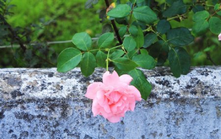 玫瑰绿色花自然粉红色