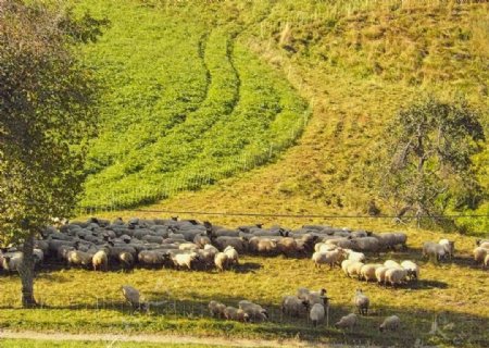 草甸羊牛群景观山夏季