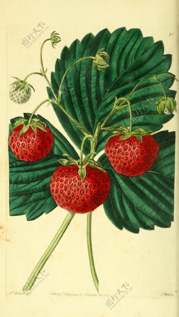 红色草莓插画