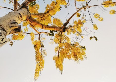 银杏树黄色树叶