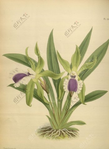 紫花植物素材插画