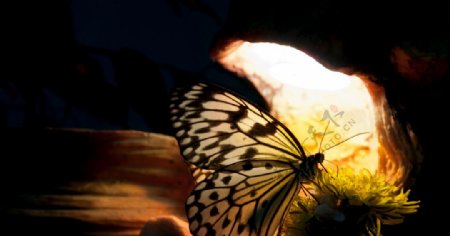 漂亮的蝴蝶
