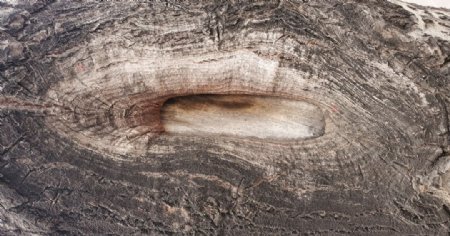 树皮材质贴图纹理树木
