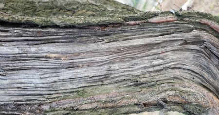 木纹木头烂木朽木贴图