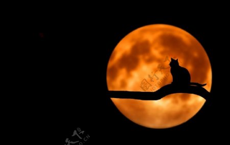猫咪月亮剪影