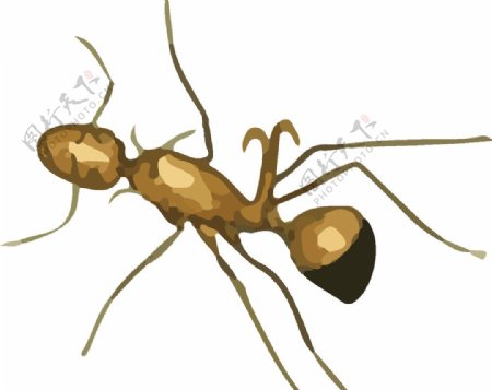 蚂蚁昆虫插画