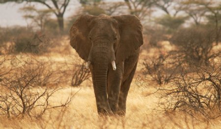 荒凉草原上的一头大象