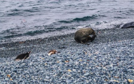 海边动物