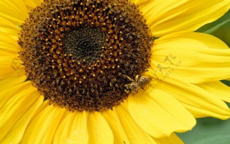 大朵向日葵上的小蜜蜂摄影