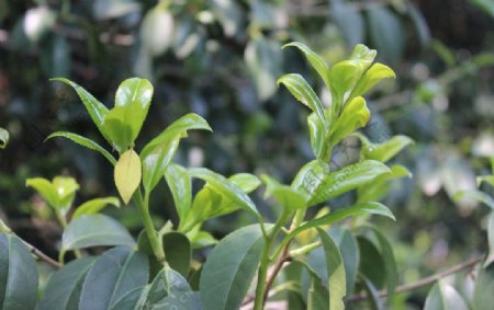 茶油树嫩芽