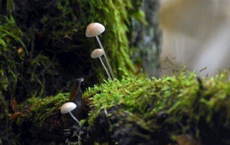 蘑菇菌类植物生存环境