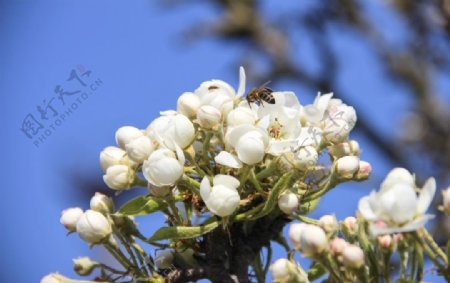蜜蜂采蜜花蕊花卉昆虫
