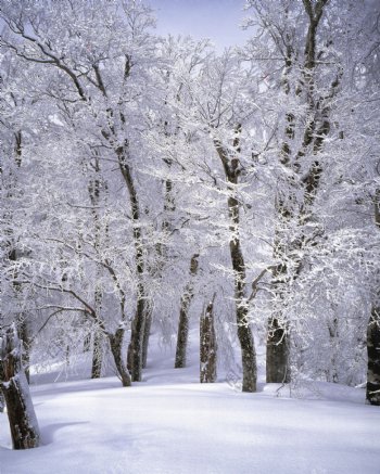 雪中的树林