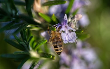 蜜蜂紫藤花采蜜