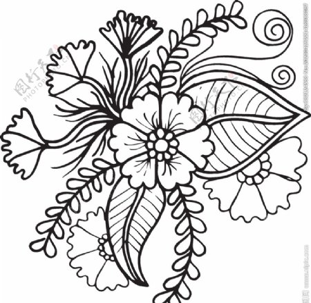 植物花卉素描