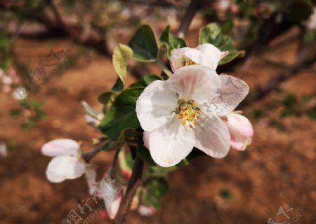 苹果花