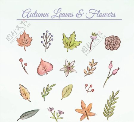 彩绘秋季叶子和花朵矢量素材