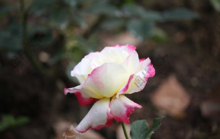 玫瑰花月季花
