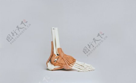 脚骨模型