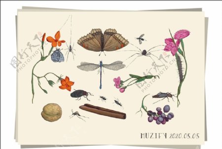 昆虫与花卉