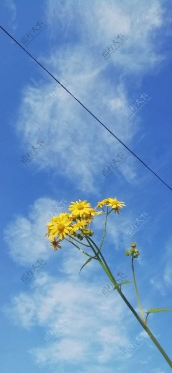 蓝天下的小黄花