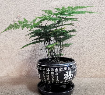 文竹植物