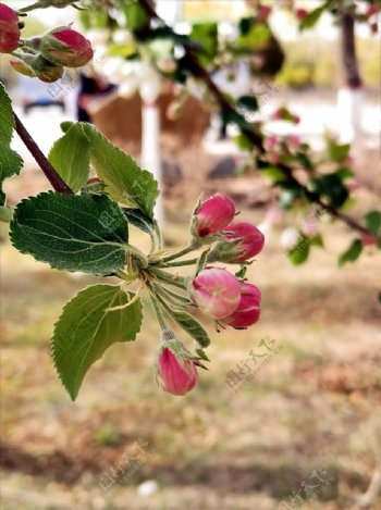 苹果花蕾