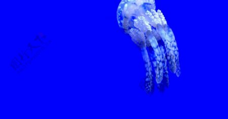 水母海蜇游荡