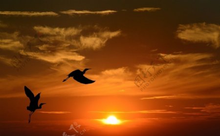 夕阳下的飞鸟