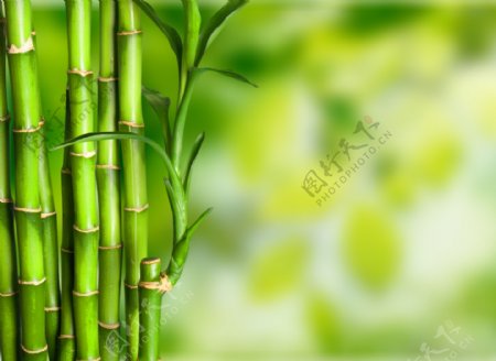 竹子绿色清新4k背景图