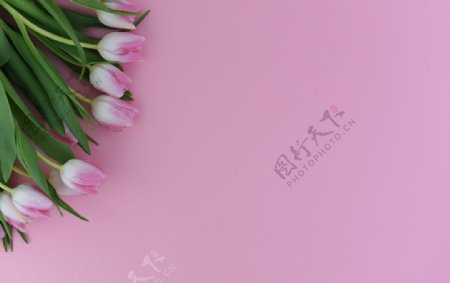 粉色郁金香背景
