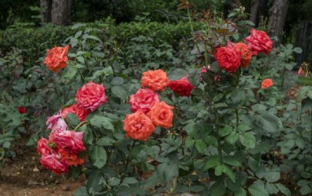 玫瑰花园