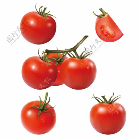 西红柿矢量图