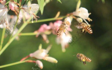 三只蜜蜂采花