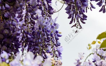 紫色禾雀花