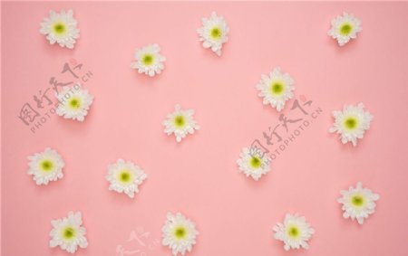 粉色背景平铺的小雏菊