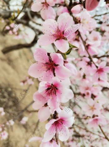 春天里的桃花仙子