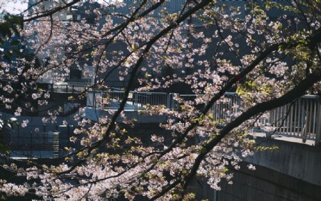 日本樱花城市清新合成背景素材