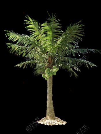 热带植物棕桐树