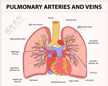 肺器官结构