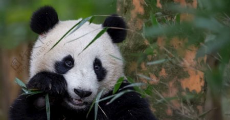 宠物动物合集panda