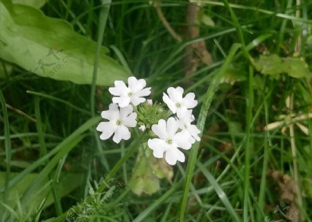 小白花